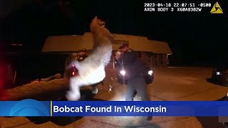 Wisconsin deputies help free bobcat stuck in grille of car