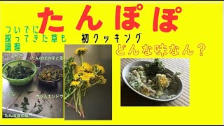 【たんぽぽ】食べれると知り採って調理!期待した味？