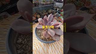 다육이 꽃돗단배 💕 #succulents #shorts