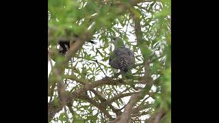 Channel-billed Cuckoo with Crow parents