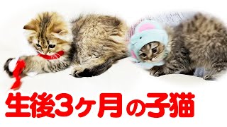 【生後3ヶ月の子猫】甘えん坊の子猫とほっこり猫家族に癒されました【成長記録】