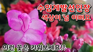 게발선인장 수입 꽃색상이 넘 이뻐요!!/ 이런 꽃은 키워보세요 ~^^ 가격도 착하고