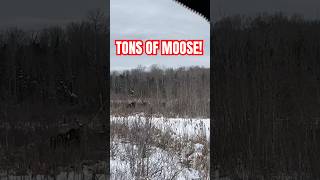 13 MOOSE SPOTTED IN CHOPPING! #wildlife #moose #moosehunting #biggame #biggamehunting