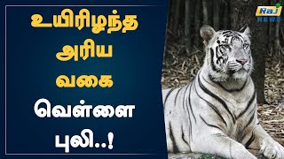 உயிரிழந்த அரிய வகை வெள்ளை புலி..! | Arignar Anna Zoological Park | Vandalur | White Tiger