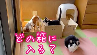 【ビーグル犬さつきと先輩猫たち】大きさの違う段ボールを並べてみた結果。Satsuki the Beagle and Senior cats