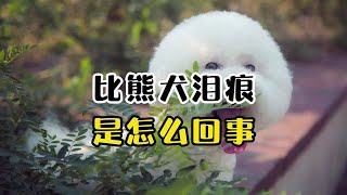 比熊犬泪痕是怎么回事？很多人都不知道！