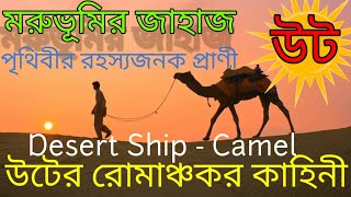 মরুভূমির জাহাজ - উটের রোমাঞ্চকর কাহিনী 🐪🐫🐪🐫🐪🐫 Interesting Facts about Camel#camel #camels #animals