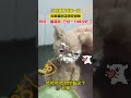 小奶猫干饭糊一脸，网友：猫猫我呀，已经一分钟没吃过饭啦#cat #cuteanimals #动物 #可爱 #萌宠 #猫