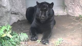 平川動物公園の黒ジャガー「ボスキ」2015年11月26日撮影。Black jaguar@the zoo