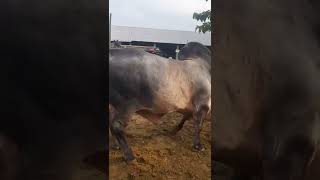 one of The bigest fighter bull and kankaraj bull in BD||