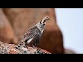 himalayan snow cock wildlife mountains shorts youtubeshorts trendingshorts