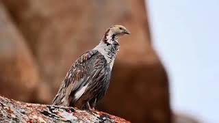 Himalayan snow cock #wildlife #mountains #shorts #youtubeshorts #trendingshorts