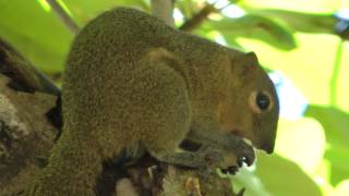 tupaia, indonesian squirrel ( Indonesisches Eichhörnchen )