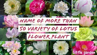 name of more than 50 variety of lotus | lotus types | lotus names | colour of lotus | size of lotus