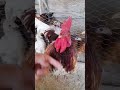 i m treating rooster but he runs away 🐓 😍 poultry farm rooster