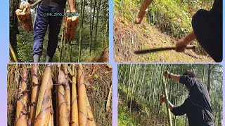 How Apatani Tribe from Ziro collects fresh Bamboo_Shoots/Bamboo_sprout from their Bamboo Garden.