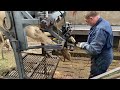 video cow hoof trimming feeding milking cleaning hoof care pretty girl smart farm withme