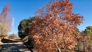 【紅葉】愛知県植木センター ヤマコウバシ2023年12月中旬