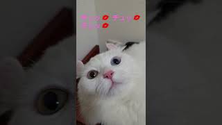 【オッドアイ幸せを呼ぶ猫】チュッ💋されまくるラビちゃん#猫#cat#白猫#キンカロー#shorts