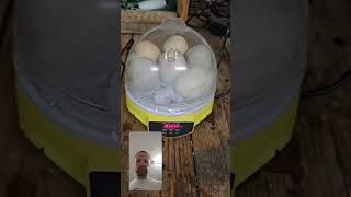 Mini Egg Incubator 7 Eggs