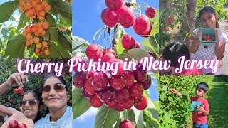 अमेरिकेतील cherry Picking फार्म || strawberries, raspberries, cherries Ani बरच काही 🌻