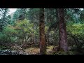 四姑娘山の森林漫步 forest walking tour in 4k uhd「mt.siguniang china」