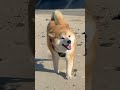 ドローンに柴犬とハスキーの撮影をお願いした結果… 柴犬 シベリアンハスキー おもしろ youtubeshorts shorts shortvideo ドローン