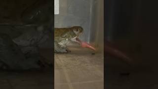 Sonoran desert toad vs huge grasshopper #toad #nature