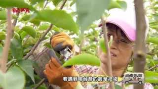 草地狀元-秋黃梨之星搶先看(20151102播出)