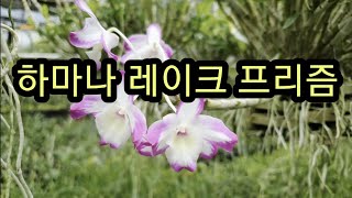 한우리난농원 부시디네마,포켓러브,히비끼,프리즘