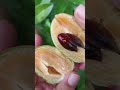 sapota fruit 🤤 youtubeshorts shorts food fruitscutting trending fruits sapota nature chikku