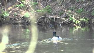 GOOSANDER MALE 1 2015