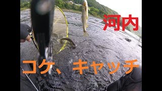 [鮎youtube] 四万十川河内 尺まで残り5cm？に迫る勢い見たり Shimanto Kawauchi wild Big Ayu fishing