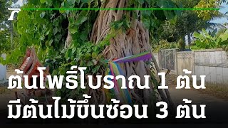 ต้นโพธิ์โบราณหนึ่งต้นมีต้นไม้ 3 สายพันธุ์ ขึ้นซ้อนทับกัน | 12-01-66 | ตะลอนข่าว