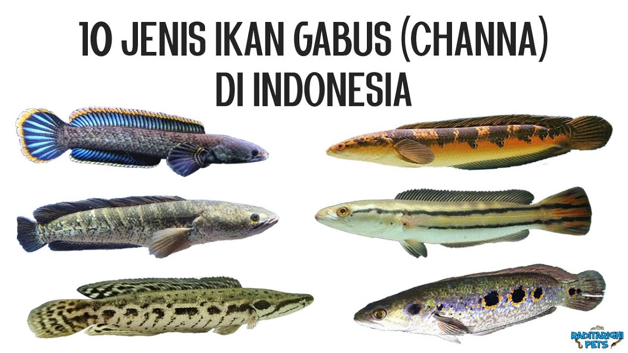 10 Jenis Ikan Gabus (Channa) Asli Di Indonesia - YouTube