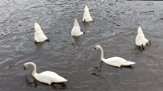 When Swans are Hungry | This is What  They  DO