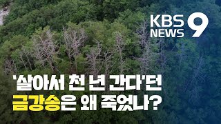 ‘금강 소나무’ 말라 죽고 있는데…원인 조사는 걸음마 / KBS뉴스(News)