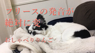 チワワのりんご～ブサ可愛いおしゃべり犬～　発音が絶対に変だが、フリースがお気に入り！