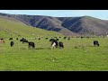 bull mates with zebra