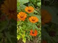 Morning Glories - Zinnias- Beautiful Flowers in my backyard garden #short #shorts