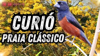 Curió canto praia clássico repetidor ao vivo!