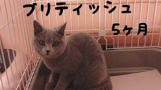 犬派が猫を飼う【#06】子猫 ブリティッシュショートヘア♀(5ヶ月)がやってきた!! British short hair