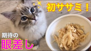 初めてササミを食べる子猫の反応！