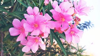 Beautiful Oleander Flower Bloom Overview | HD