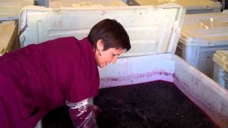 Miner Family Winery - Harvest Pinot Noir Punchdown