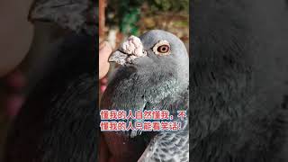 superpigeon