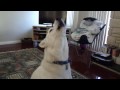 Siberian Husky Howling Siberian Husky Howling