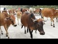 Kawanan sapi lembu ternak dan jinak-si pengembala mengiringi kawanan sapi lembu jinak-suara sapi