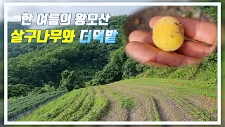 한 여름의 왕모산 / 살구나무와 더덕밭 / 산스님 브이로그