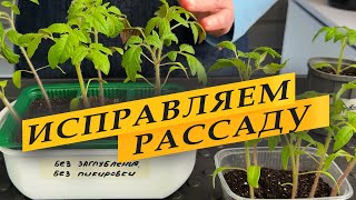 Вытянулась рассада - исправляем ошибки.